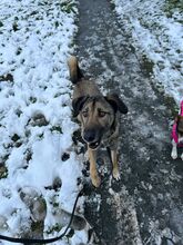 ANOUK, Hund, Mischlingshund in Enger - Bild 10