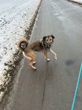 ANOUK, Hund, Mischlingshund in Enger - Bild 2