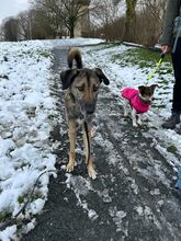 ANOUK, Hund, Mischlingshund in Enger - Bild 3