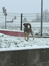 ANOUK, Hund, Mischlingshund in Enger - Bild 6