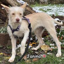 JANINA, Hund, Mischlingshund in Donzdorf - Bild 2