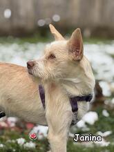 JANINA, Hund, Mischlingshund in Donzdorf - Bild 3