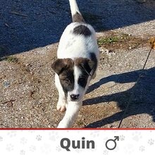 QUIN, Hund, Mischlingshund in Bulgarien - Bild 1