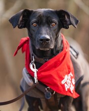 FLOWER, Hund, Pointer-Mix in Gau-Algesheim - Bild 1