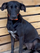 FLOWER, Hund, Pointer-Mix in Gau-Algesheim - Bild 10