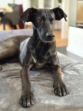 FLOWER, Hund, Pointer-Mix in Gau-Algesheim - Bild 2