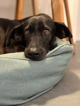 FLOWER, Hund, Pointer-Mix in Gau-Algesheim - Bild 4