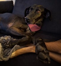 FLOWER, Hund, Pointer-Mix in Gau-Algesheim - Bild 8