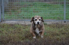 PAPI, Hund, Mischlingshund in Ungarn - Bild 9