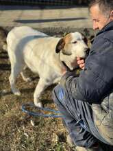 GUNDULA, Hund, Mischlingshund in Rumänien - Bild 10