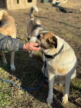 GUNDULA, Hund, Mischlingshund in Rumänien - Bild 12