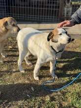 GUNDULA, Hund, Mischlingshund in Rumänien - Bild 14