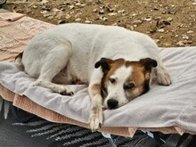 GUNDULA, Hund, Mischlingshund in Königsbach-Stein