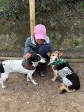 LASSIE, Hund, Mischlingshund in Emmendingen - Bild 4