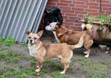 VALENTIN, Hund, Mischlingshund in Hopsten - Bild 5