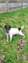 TIMI, Hund, Terrier-Mix in Ungarn - Bild 1