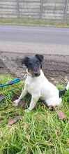 TIMI, Hund, Terrier-Mix in Ungarn - Bild 3