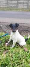 TIMI, Hund, Terrier-Mix in Ungarn - Bild 4