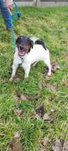 TIMI, Hund, Terrier-Mix in Ungarn - Bild 5