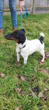 TIMI, Hund, Terrier-Mix in Ungarn - Bild 7