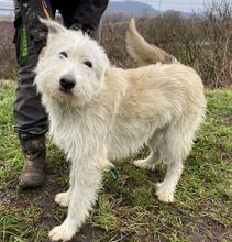 GREEN, Hund, Mischlingshund in Slowakische Republik - Bild 2