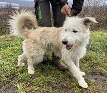 GREEN, Hund, Mischlingshund in Slowakische Republik - Bild 3