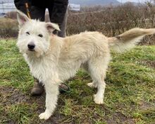 GREEN, Hund, Mischlingshund in Slowakische Republik - Bild 4