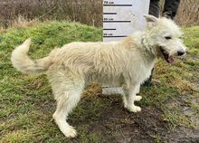 GREEN, Hund, Mischlingshund in Slowakische Republik - Bild 5