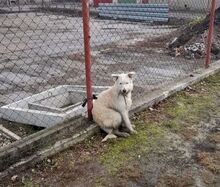 GREEN, Hund, Mischlingshund in Slowakische Republik - Bild 6