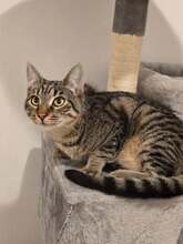 OLY, Katze, Europäisch Kurzhaar in Berlin - Bild 5