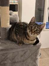 OLY, Katze, Europäisch Kurzhaar in Berlin - Bild 6