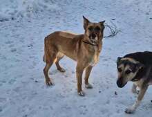 GINA, Hund, Mischlingshund in Russische Föderation - Bild 6