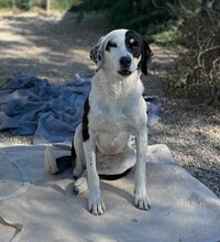 MARGOT, Hund, Mischlingshund in Aerzen - Bild 2