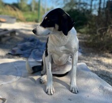 MARGOT, Hund, Mischlingshund in Aerzen - Bild 3