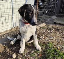 MILLIE, Hund, Mischlingshund in Griechenland - Bild 2