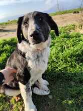 MILLIE, Hund, Mischlingshund in Griechenland - Bild 3