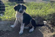 MILLIE, Hund, Mischlingshund in Griechenland - Bild 5