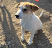 LORIE, Hund, Mischlingshund in Griechenland - Bild 2