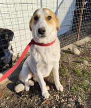 LORIE, Hund, Mischlingshund in Griechenland - Bild 3