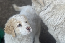 RAMBO, Hund, Maremmano-Mix in Italien - Bild 12