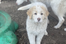 RAMBO, Hund, Maremmano-Mix in Italien - Bild 2