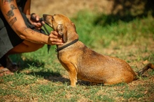 LIME, Hund, Dackel-Mix in Linnich - Bild 10