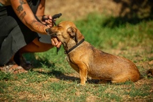 LIME, Hund, Dackel-Mix in Linnich - Bild 11