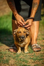 LIME, Hund, Dackel-Mix in Linnich - Bild 2