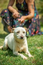 EUCALYPTUS, Hund, Mischlingshund in Erkelenz - Bild 1