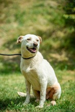 EUCALYPTUS, Hund, Mischlingshund in Erkelenz - Bild 2