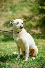 EUCALYPTUS, Hund, Mischlingshund in Erkelenz - Bild 3