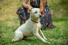 EUCALYPTUS, Hund, Mischlingshund in Erkelenz - Bild 4