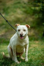 EUCALYPTUS, Hund, Mischlingshund in Erkelenz - Bild 5