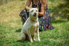 EUCALYPTUS, Hund, Mischlingshund in Erkelenz - Bild 6